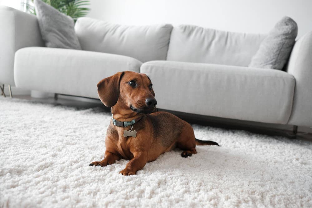 Is Triexta Carpet Pet-Friendly? Read What the Experts Say!