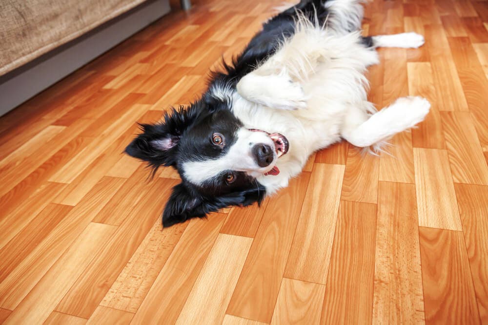 Top Flooring Choices for Australian Homes with Furry Friends