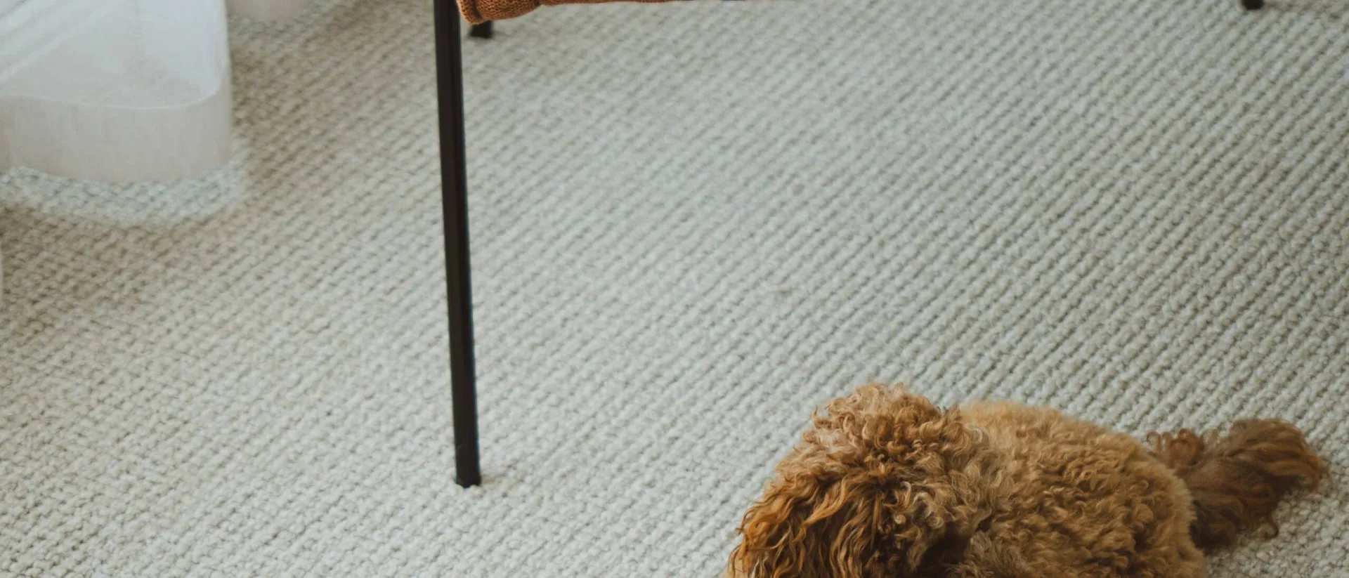 Palmetto — living corner, rust chair, sheer curtain, dog resting