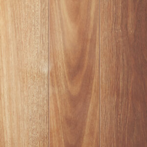 Mountain Spotted Gum