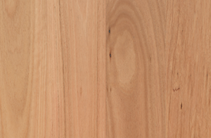 Coastal Blackbutt (136mm)
