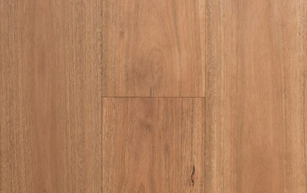 Spotted Gum